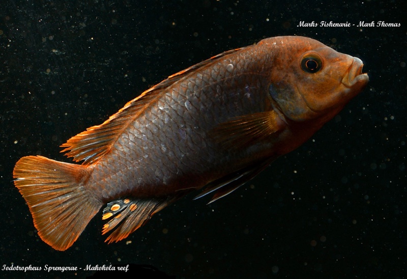 Iodotropheus sprengerae 'Makokola Reef'